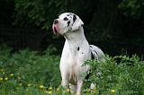DOGUE ALLEMAND 783